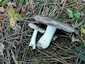 Fenyő-pereszke (Tricholoma terreum), Balaton-felvidék